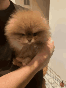 a person is holding a small fluffy brown dog in their arms