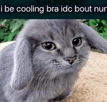 a gray cat with bunny ears is sitting on the ground with the words `` i be cooling bra idc bout nur '' .