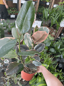 a person holding a potted plant with a price tag on it