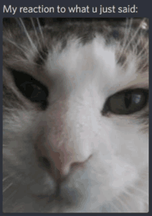 a close up of a cat 's face with a caption that says " my reaction to what u just said "