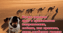 a dog is standing in front of a caravan of camels in the desert