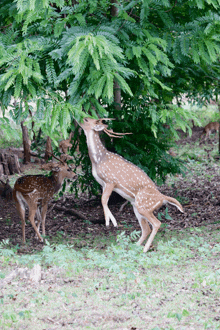 a deer standing on its hind legs eating leaves from a tree branch