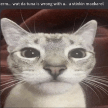 a cat with a caption that says " erm ... wut da tuna is wrong with u ... u stinkin mackarel "