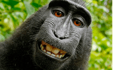 a close up of a black monkey 's face with orange eyes