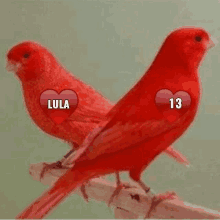 two red birds sitting next to each other with hearts on their chests that say lula and 13