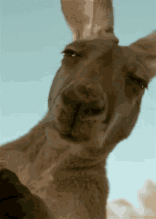 a kangaroo is looking at the camera with its eyes closed and making a funny face .