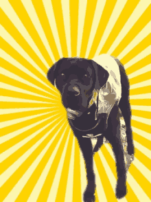 a black dog is standing in front of a yellow and white striped background