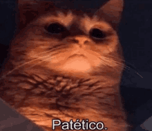 a close up of a cat 's face with the words patético written below it .