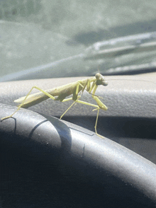 a praying mantis is sitting on a steering wheel