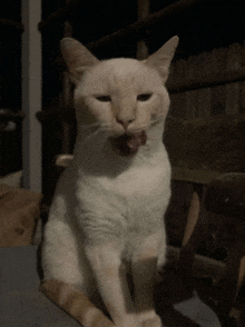 a white cat sitting on a chair with its tongue out