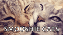 two cats are kissing with the words smooshie cats written below them