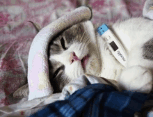 a cat with a thermometer around its neck that says microlife on it