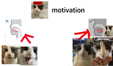 a collage of pictures of cats with the word motivation at the bottom