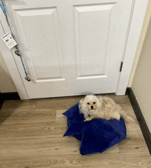 a small dog is laying on a blue pillow in front of a white door