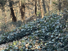 a deer is laying in a pile of ivy in a forest