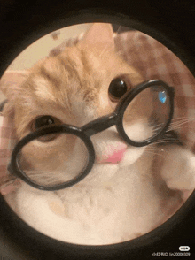 a cat wearing glasses is seen through a magnifying glass ..