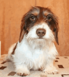 a brown and white dachshund is laying on a blanket and looking at the camera .