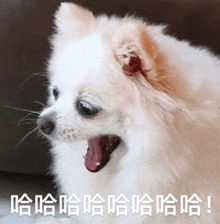 a small white dog with chinese writing on the bottom of it