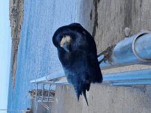 a black bird is perched on a railing near the water