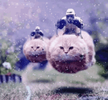 a storm trooper riding on the back of a cat