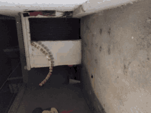 a snake is hanging from a wall with the letters eaa on it