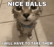 a cat is standing on a tiled floor with the words nice balls i will have to take them below it