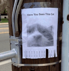 a poster that says have you seen this cat