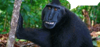 a black monkey is standing next to a tree in the woods and smiling .