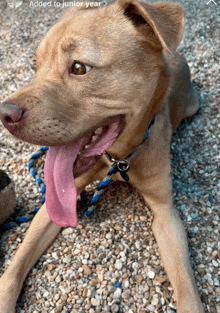 a dog with its tongue hanging out is laying on a gravel ground with the caption added to junior year below it