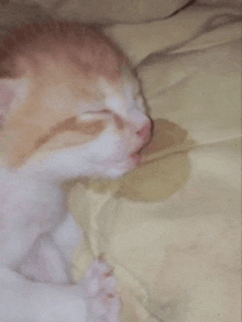 a close up of a kitten sleeping on a bed