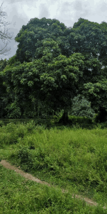 a tree with lots of leaves is in a field