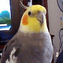 a cockatiel with a yellow head and orange beak is standing in front of a television .