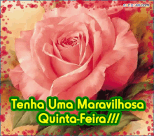 a pink rose with the words tenha uma maravilhosa quinta-feira !!!