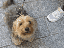 a small dog on a leash next to a person wearing a pair of new balance shoes