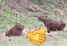 two capybaras are shaking hands in a grassy field .