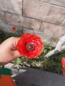 a hand is holding a red flower with a green center