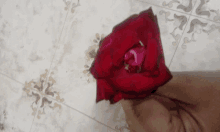 a person is holding a red rose with a pink center