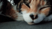 a close up of a calico cat sleeping on a bed