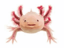 a close up of a pink axolotl on a white background looking at the camera .