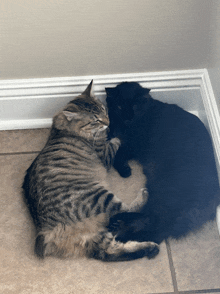 two cats laying next to each other on the floor