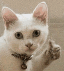 a white cat is giving a thumbs up and wearing a bell collar .