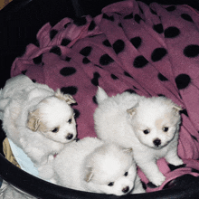 three small white puppies are laying on a pink blanket