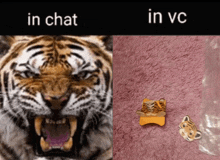 a picture of a tiger with its mouth open next to a picture of a tiger in a plastic bag