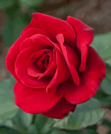 a close up of a single red rose with green leaves in the background