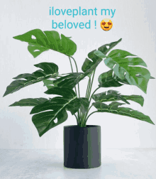 Plants Wow Meme