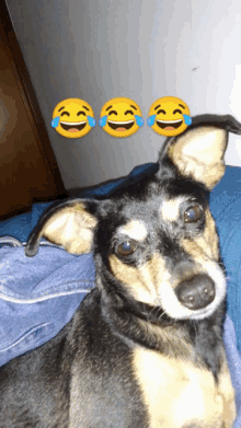 a dog with three laughing emojis on it 's ears