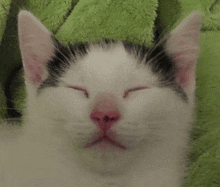 a black and white kitten is sleeping on a green blanket .