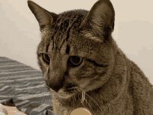 a close up of a cat 's face with a medal around its neck