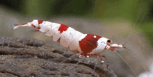 a red and white shrimp crawls on a rock