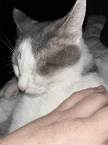 a person petting a gray and white cat with their hand